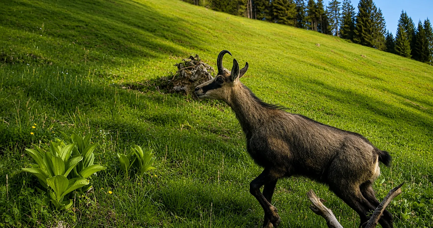 Gams auf der Almwiese bei Steibis – Allgäuer Bergwelt