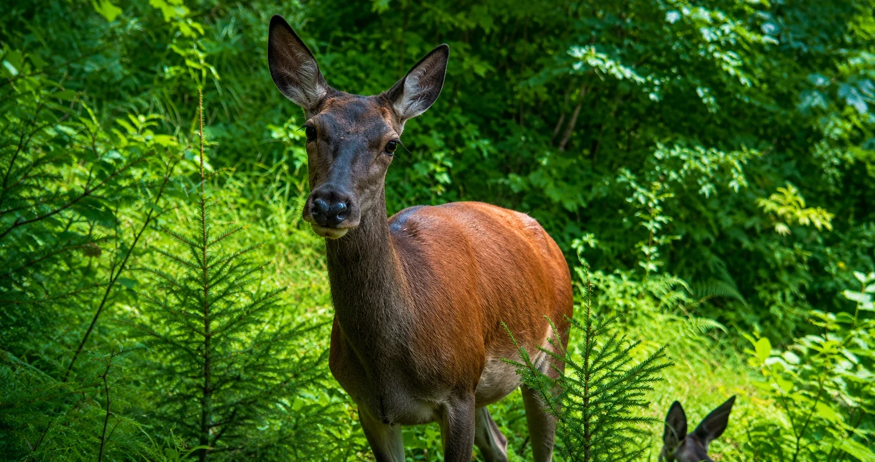 Gams auf der sonnenbeschienenen Almwiese im Revier Steibis – Allgäuer Alpen