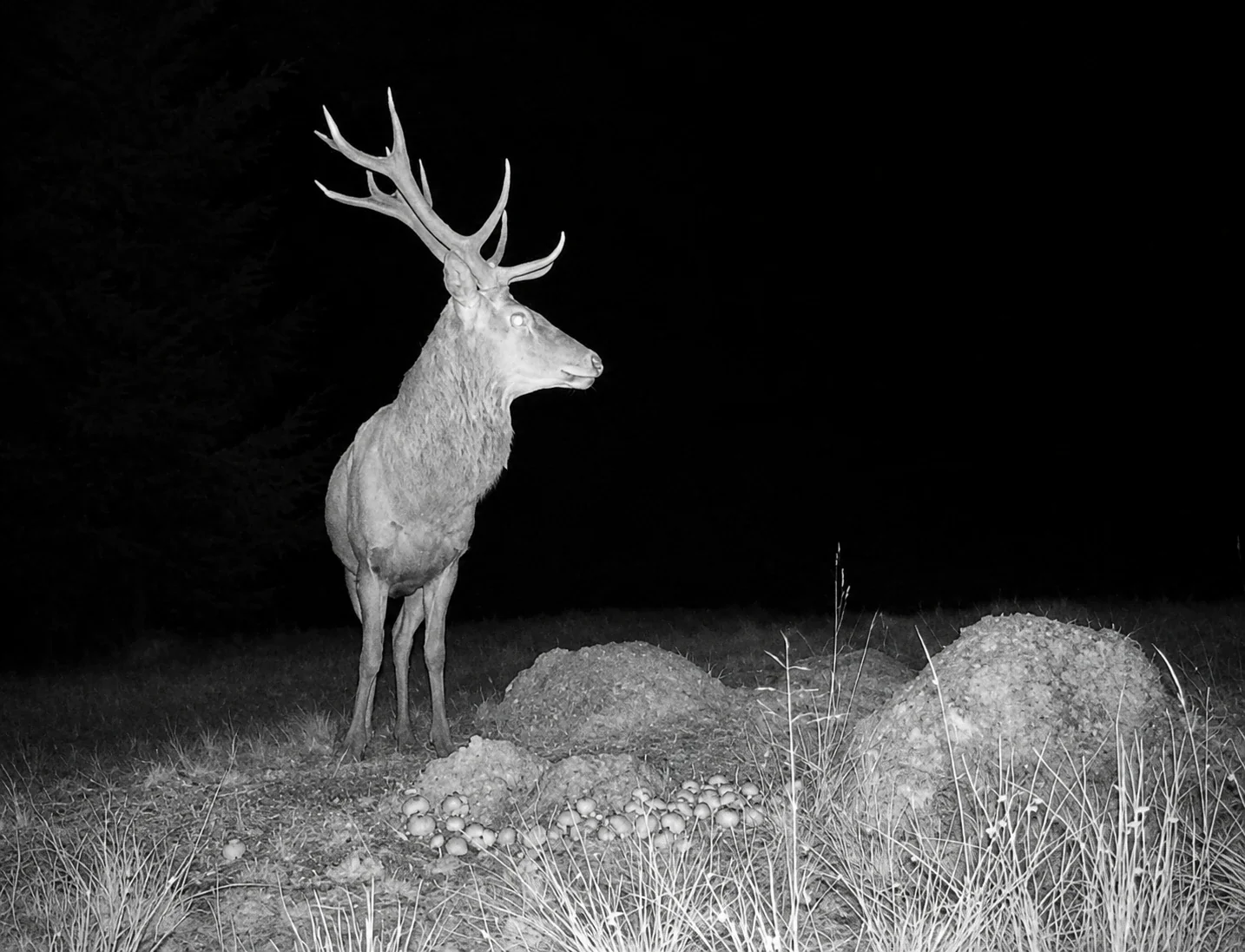 Kapitaler Hirsch mit starkem Geweih – Wildkamera Nachtaufnahme aus dem Revier Steibis