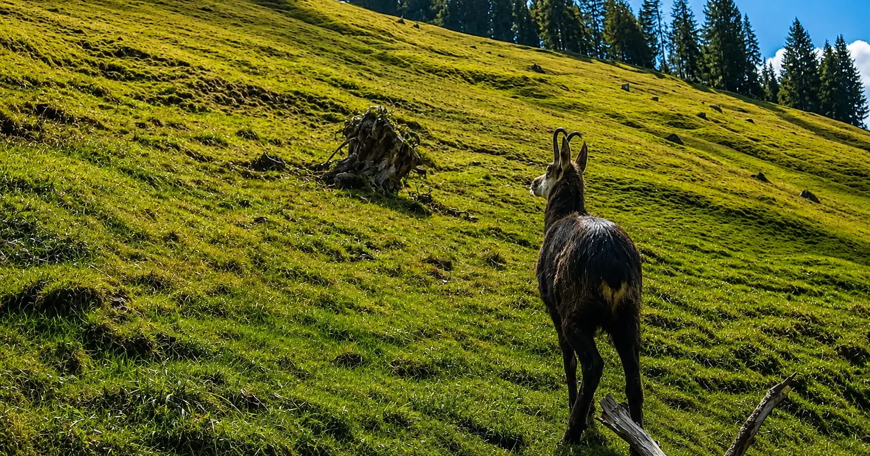 Hirschkuh im Bergwald des Reviers – Nahaufnahme zwischen Farnen und Sträuchern
