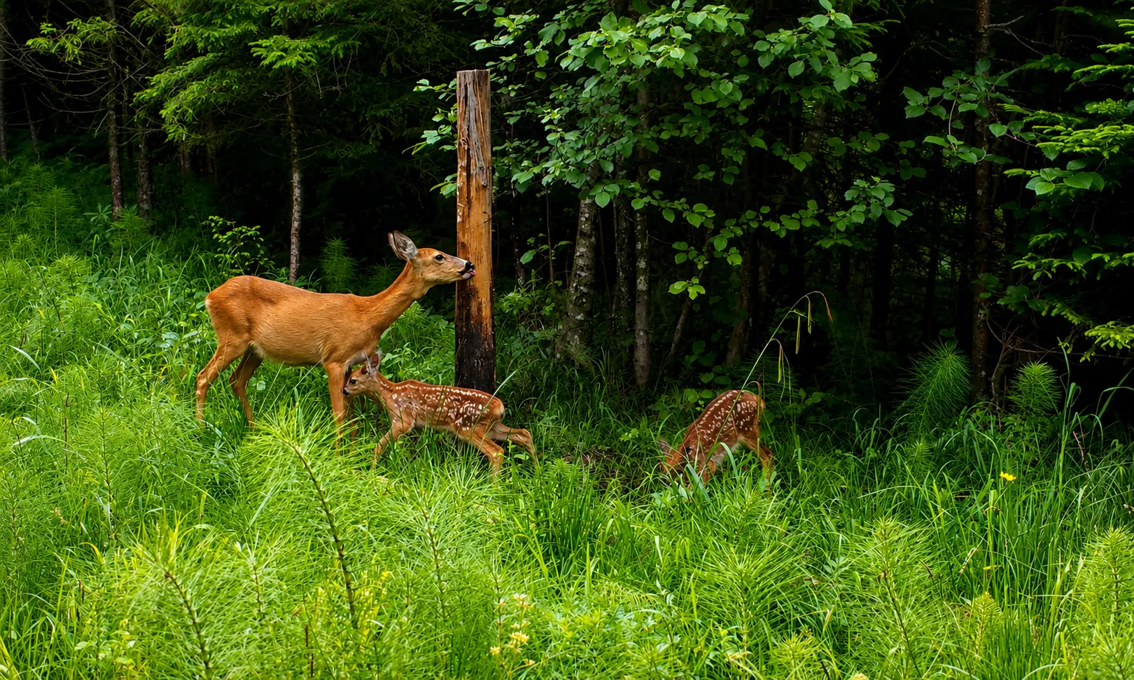 Rehgeiß mit zwei Kitzen am Waldrand – Wild aus Hütten, Revier Steibis